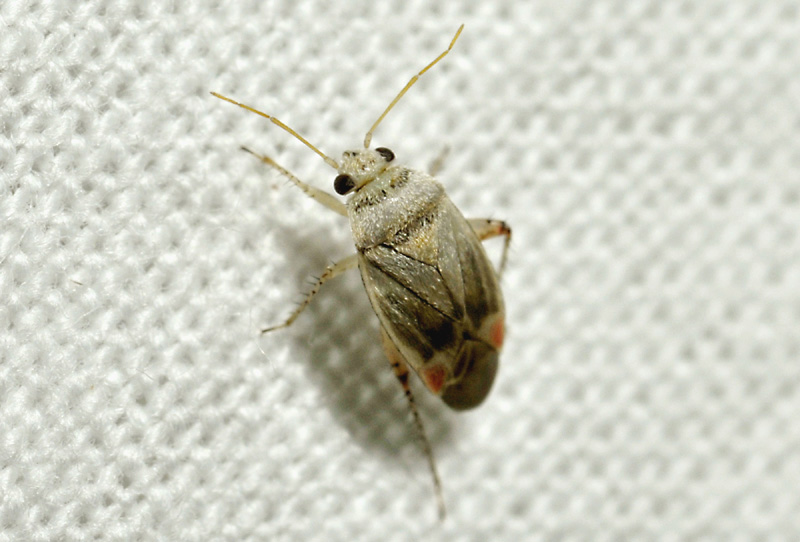 Miridae: Sthenarus rotermundi